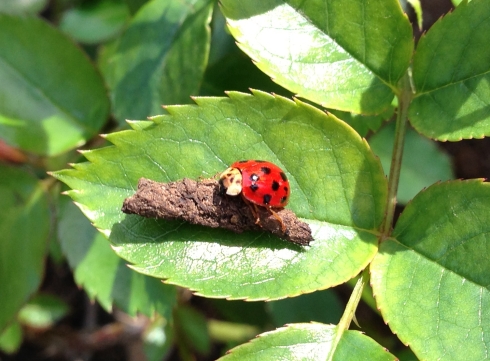 Sweet Little Ladybug On My Julia Child Rosebush.