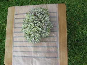 Preserving Dried Hydrangeas