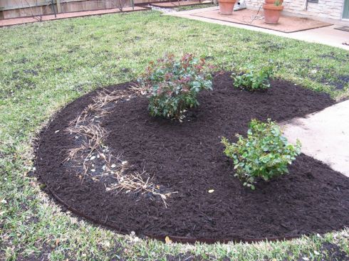 Roses At End of Winter