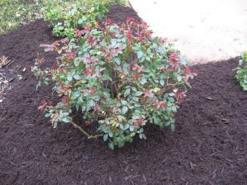 Roses With New Growth