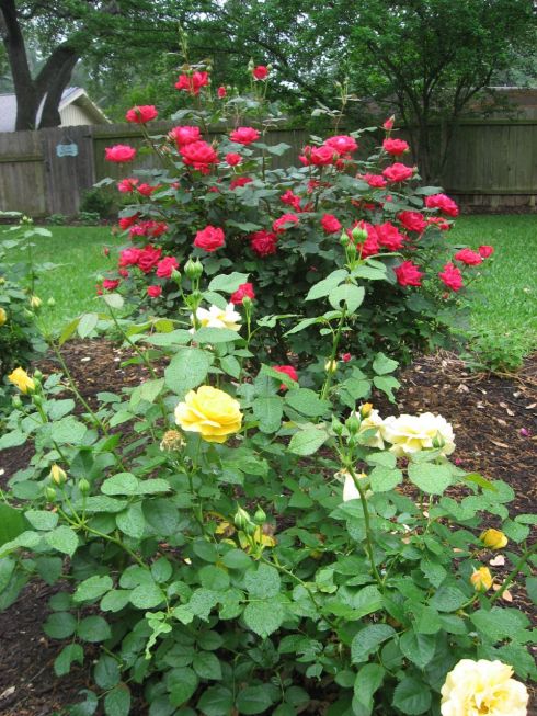 Roses in Bloom
