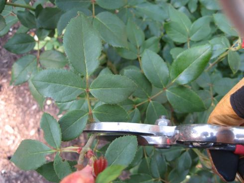 5 Leaf Stem on Roses