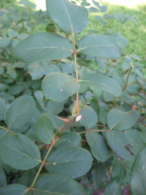 Angled Cut on 5 Leaf Stem