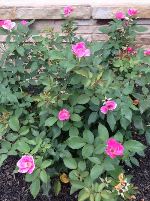 Pink Roses at Hardy